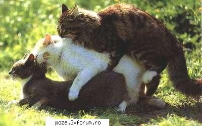 cateva poze funny - robert - Poze Funny